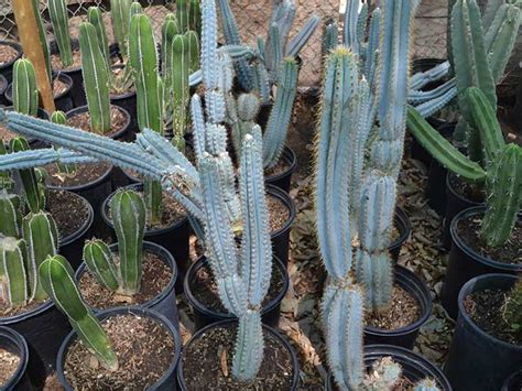 Our team will ensure that your orders are delivered swiftly at your doorstep. Indio CA Plant Nursery & Garden Center | Palm Trees for Sale