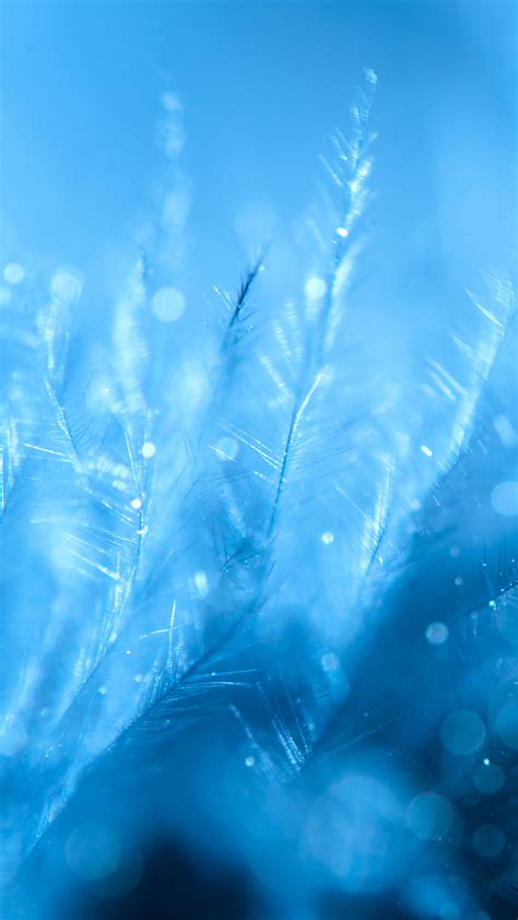 Frozen Feathers Hd Wallpaper For Your Mobile Phone