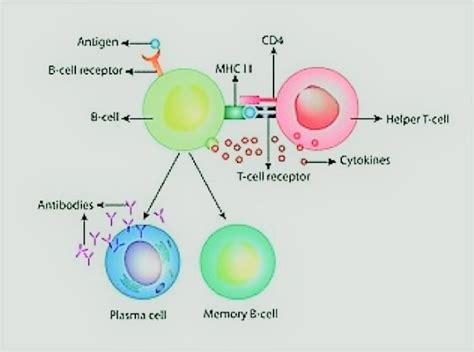 Antigen Presenting Cells Apcs And Their Role In Activation Of The T
