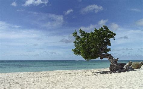 Aruba Divi Tree Eagle Beach Flickr Photo Sharing Aruba Travel