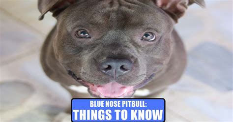 Blue Nose Pit Bull Things You Should Know About The Blue Nose Pitbull