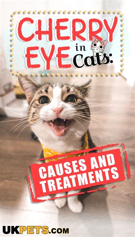 A corneal ulcer is very painful and. Cherry Eye in Cats: Causes and Treatments | Kitten health ...