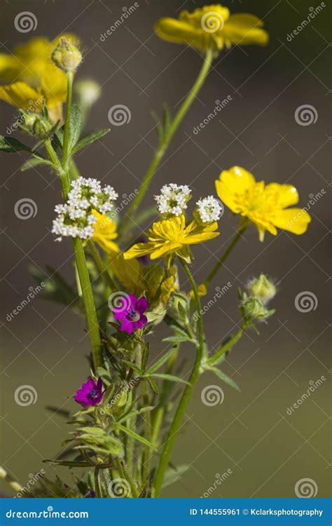Miniature Alabama Wildflower Bouquet Stock Image Image Of Blossoms