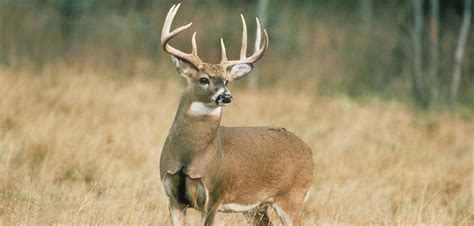 Officials Close Largest Deer Trafficking Case In Us