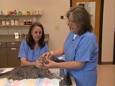 Rachel renfro, cvt, vts (ecc), demonstrates how to feed a cat through a percutaneous endoscopic gastrostomy tube (peg. Nasogastric Feeding Tube Placement For Cats - YouTube