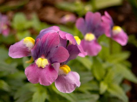 Die meisten sommerblumen lassen sich durch aussaat unkompliziert im garten ansiedeln. Typische Sommerblumen