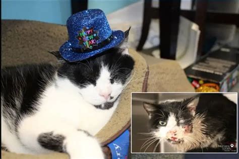 One Year Later Zombie Cat Fully Recovered Life With Cats