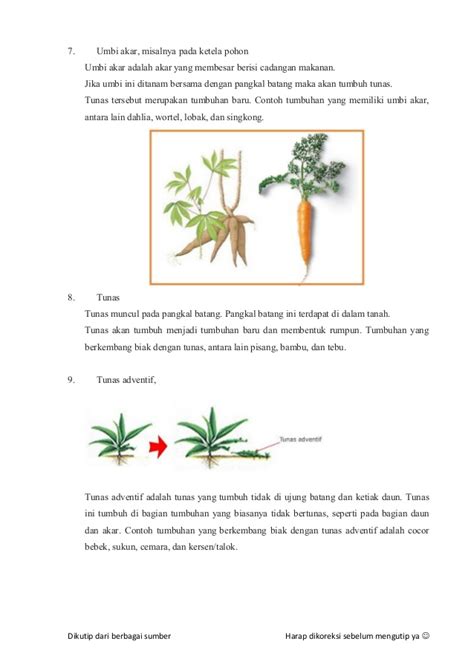 Paling Bagus 23 Bunga Dahlia Wortel Singkong Berkembang Biak Dengan