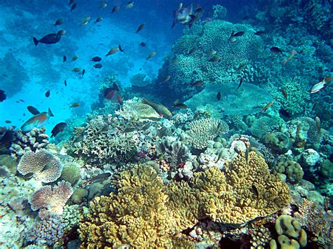 Filecoral Reefs In Papua New Guinea