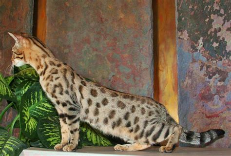 A savannah is the beautiful blend of african serval and the domestic cat. F3 Queens | F3 Savannah Cat | Select Exotics