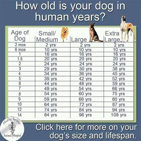 Dogs Age In Human Years Dog Ages Dog Years Dog Age Chart