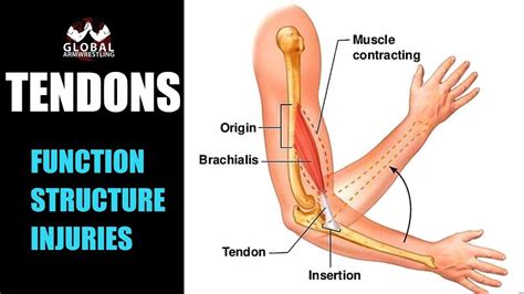 Reload to refresh your session. TENDON STRUCTURE AND FUNCTION (What are the tendons and ...