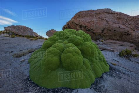 How Is The Oldest Living Thing On Earth The Earth Images Revimageorg