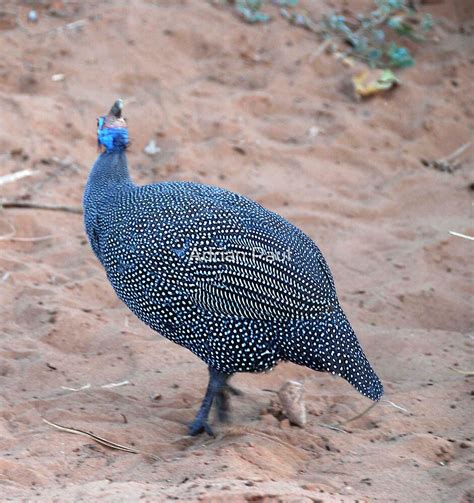 Helmeted Guinea Fowl Moremi National Park Botswana By Adrian Paul