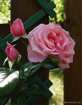 Dancing Queen Climbing Rose Photos