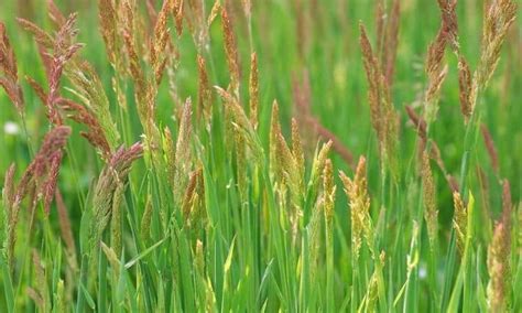 Red Fescue Properties And Use Of The Festuca Rubra