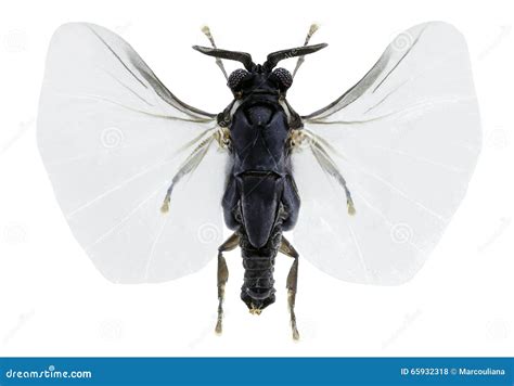 Xenos Vesparum A Member Of Strepsiptera Stock Photo Image Of Xenos