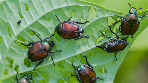 How To Get Rid Of Japanese Beetles 5 Ways To Protect Plants Gardeningetc