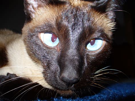 Siamese Cat Wiki Everipedia