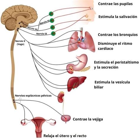Sistema Nervioso Y Reproductor Mind Map Images