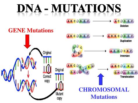 Ppt Dna Mutations Powerpoint Presentation Free Download Id237113