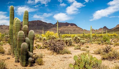 By including what are not cacti, cactiguide.com can be a more useful guide through the process of elimination. What Are The Special Adaptations Of Desert Plants ...
