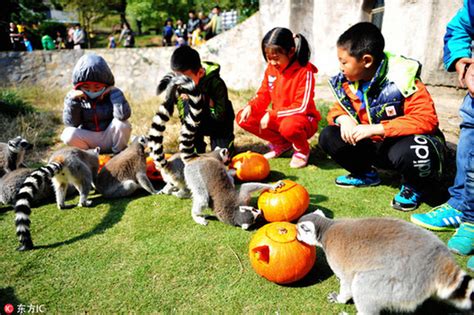 Halloween Treats For Animals At The Zoo 10