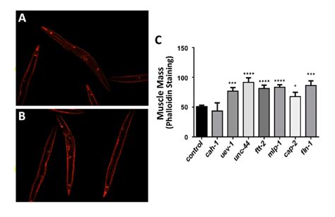 Human muscle system, the muscles of the human body that work the skeletal system, that are under voluntary control, and that are concerned with movement, posture, and balance. Nematodes exposed to RNAi targeting human muscle-aggregate ...