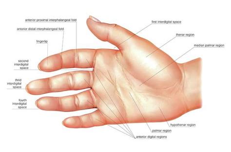 Anatomy Regions Of The Hand Art Print By Asklepios Medical Atlas