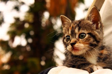 Gato Gatito Animales Foto Gratis En Pixabay Pixabay