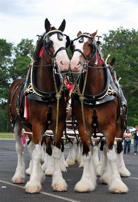 Clydesdale Horse Breed Historycharacteristicsuses And Other