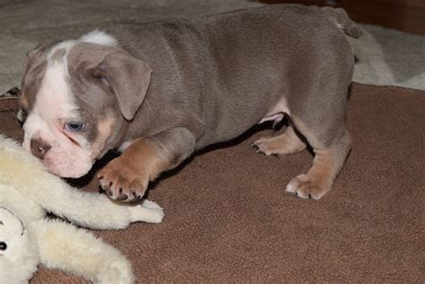 Rare Lilac Tri English Bulldog Puppy For Sale