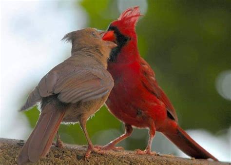 Cardinals Mate For Life And The Male Even Helps Raise Their Babies