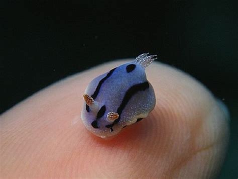 Hi Mr Nudibranch Beautiful Sea Creatures Sea Slug Animals Beautiful