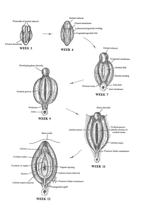 Maybe you would like to learn more about one of these? Chapter 107. Development of The Female External Genital Organs - Review of Medical Embryology ...