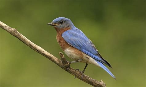 What Is The State Bird Of Missouri Things To Know