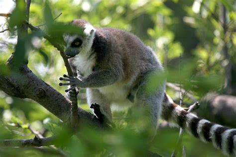 Ring Tailed Lemur 07 Kabacchi Flickr