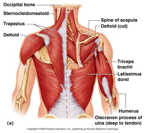 Muscles are groups of cells in the body that have the ability to contract and relax. Image result for upper back muscle diagram | Anatomi ve ...