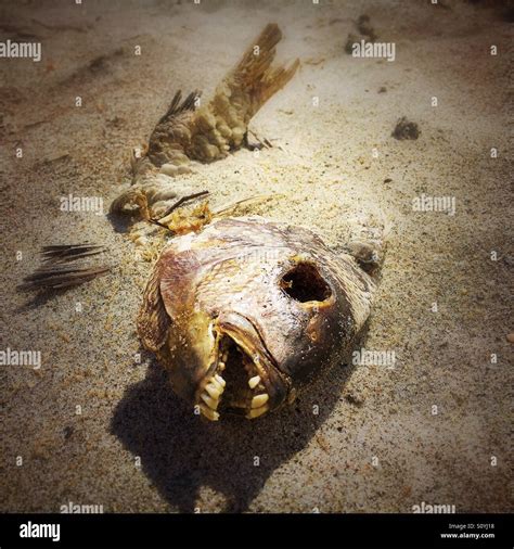 Fish Remains Stock Photos & Fish Remains Stock Images - Alamy