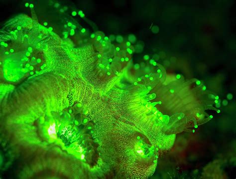 Coral Polyps Fluorescing Green Photograph By Louise Murray Pixels
