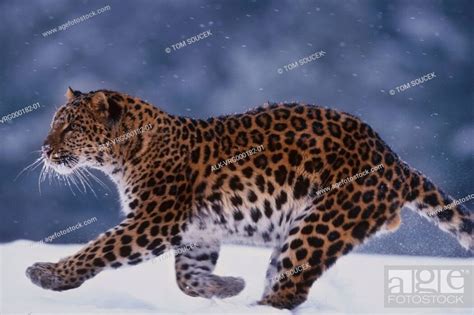 Amur Leopard Running In Snow Stock Photo Picture And Rights Managed