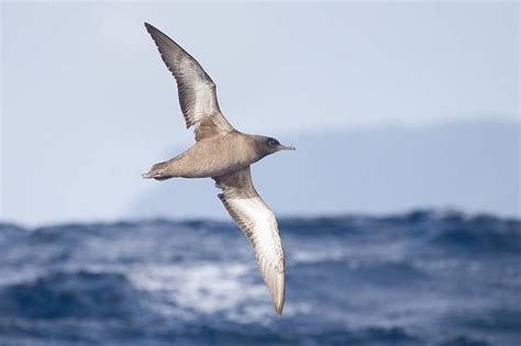 Nature Blows My Mind The 6 Longest Bird Migrations Sea Birds World
