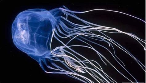 Box Jellyfish Chironex Sp Exotic Aquaculture