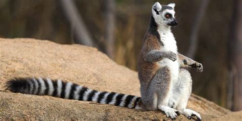 Berenty Private Reserve wildlife location in Madagascar, Africa ...