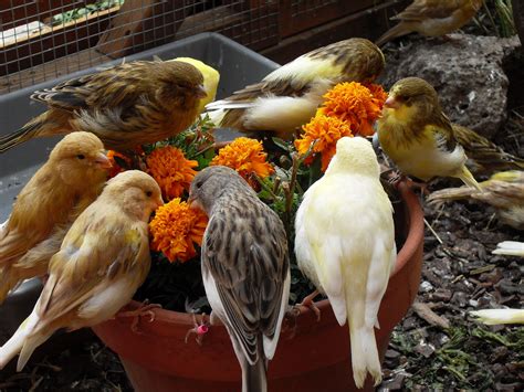 Canaries Feeding On Marigolds Small Birds Pet Birds Aster Blume