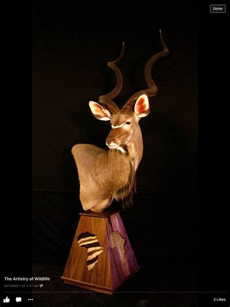 Beautiful Kudu Pedestal Mount Taxidermy And Hunting Taxidermy Display