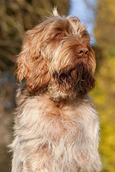 270 Best Italian Spinone Gorgeousloveable And Full Of Fun Images On