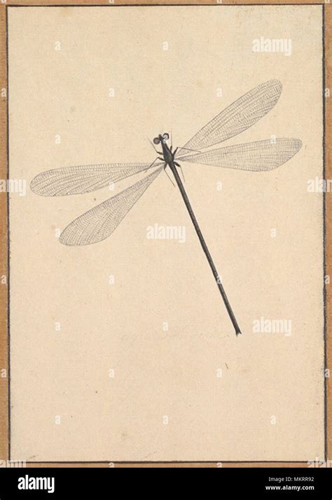 A Dragonfly Vintage Illustration Stock Photo Alamy