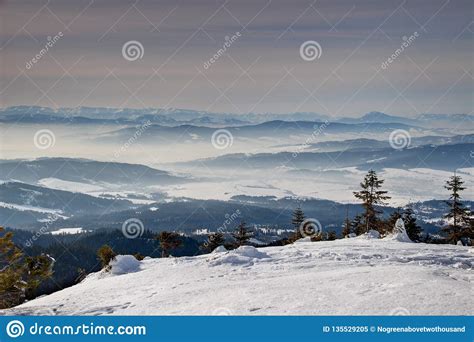 Sunny Snowfield With Pine Trees And Blue Ridges Orava Slovakia Stock