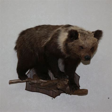Small Siberian Brown Bear Taxidermy Mount Stuffed Animal For Sale